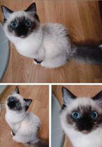 Prachtig Ragdoll kitten meisje uit geteste lijnen, Poes, Gechipt