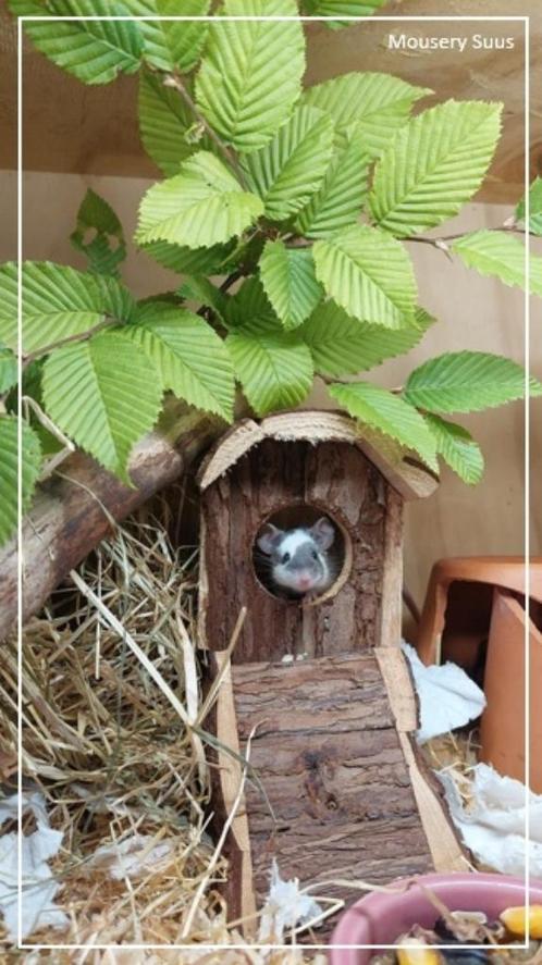 lieve jonge, makke kleurmuisjes van Mousery Suus, Dieren en Toebehoren, Knaagdieren, Meerdere dieren, Muis, Na 1 juli 2024, Tam