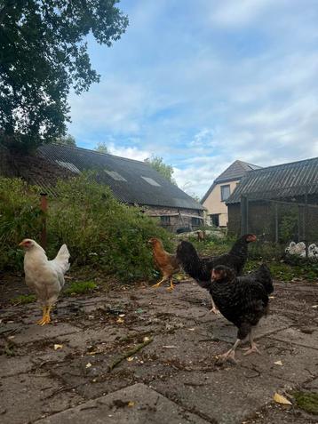 Leuke hennen te koop kruising brahma beschikbaar voor biedingen