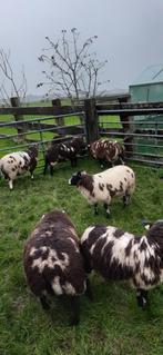 Bonte rammen, Dieren en Toebehoren, Mannelijk, Schaap, 0 tot 2 jaar