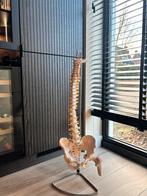 Anatomische modellen wervelkolom, bekken heup en voet, Ophalen of Verzenden