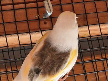Te koop 2 x eaglehead man beschikbaar voor biedingen