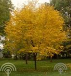 Cladrastis kentukea Geelhout geurend, mooie herfstkleur, Ophalen of Verzenden, Zomer, Volle zon, Overige soorten