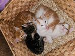 Kittens te koop, Dieren en Toebehoren, Katten en Kittens | Overige Katten