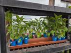 paprika planten diverse soorten, Ophalen, Volle zon, Groenteplanten, Eenjarig