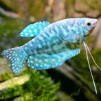 Trichopodus Trichopterus Cosby - Blauwe Gourami, Vis, Zoetwatervis