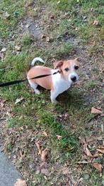 Lieve jackrussel pup reutje, Dieren en Toebehoren, Honden | Jack Russells en Terriërs, Reu, Eén hond, Nederland, Particulier