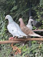 Te koop postduiven kleur postduiven kleurpostduiven, Dieren en Toebehoren, Meerdere dieren