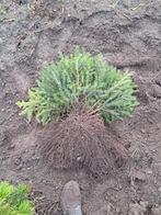 Omorika plantgoed 3 jaar - Kale wortel, Tuin en Terras, Halfschaduw, Minder dan 100 cm, Zomer, Overige soorten