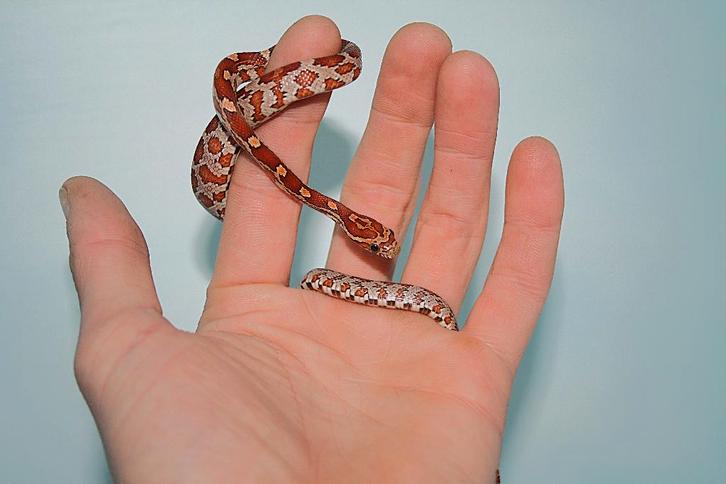 Jonge wildkleur korenslangen!, Dieren en Toebehoren, Reptielen en Amfibieën, Slang, 0 tot 2 jaar, Tam