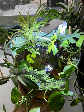 Orgineel poel aquarium voor Betta vis beschikbaar voor biedingen