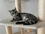 Tabby britse korthaar / bengaal met krabpaal, Dieren en Toebehoren, Katten en Kittens | Raskatten | Korthaar, Kater, Gechipt, 0 tot 2 jaar