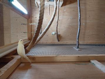 Tekoop kakerikies  beschikbaar voor biedingen