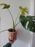 Monstera thai in pot, Ophalen of Verzenden, Overige soorten, In pot, Minder dan 100 cm