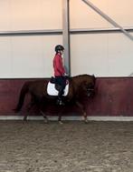 Perfecte kinderpony te koop, Dieren en Toebehoren, Pony's, Merrie, Gechipt, Dressuurpony, 11 jaar of ouder