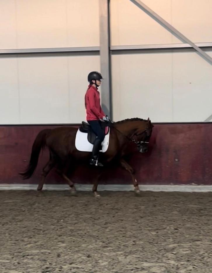 Perfecte kinderpony te koop, Dieren en Toebehoren, Pony's, Merrie, L, C pony (1.27m tot 1.37m), Dressuurpony, 11 jaar of ouder