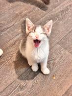 Katten kat kitten  Vader Siberisch Siberië mama European, Dieren en Toebehoren, Katten en Kittens | Raskatten | Korthaar, Kater