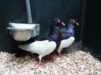 Eksterduiven | Doffers en duivinnen | Passend advies, Meerdere dieren, Kip