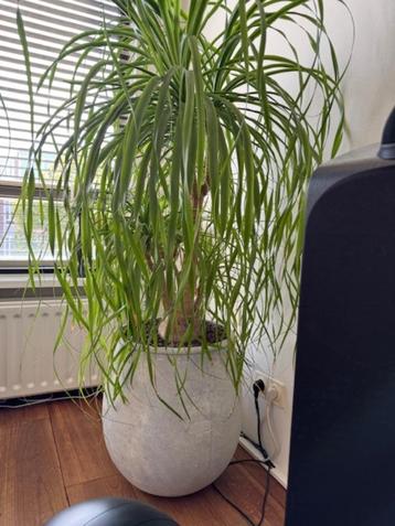 planten beschikbaar voor biedingen