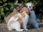 Leuke Boomer pups., Dieren en Toebehoren, Nederland, Overige rassen, 8 tot 15 weken, CDV (hondenziekte)