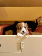 Maltipoo puppy’s teefjes, November, Vrouwelijk