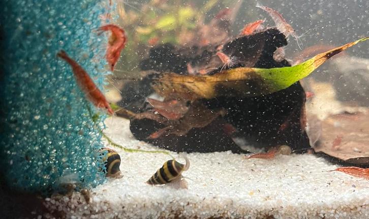 Prachtige Helena Slakken!, Dieren en Toebehoren, Vissen | Aquariumvissen, Slak of Weekdier