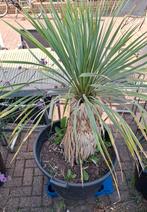 Yucca plant in pot, Ophalen of Verzenden, In pot, Minder dan 100 cm, Yucca