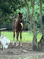 Merrie veulen en haar moeder, Dieren en Toebehoren, Paarden, Merrie, Minder dan 160 cm, B, Gechipt