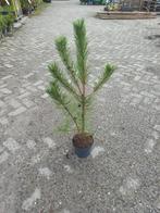 Pinus Nigra Nigra - Oostenrijkse Den in Pot, Bloeit niet, Overige soorten, Minder dan 100 cm, Ophalen