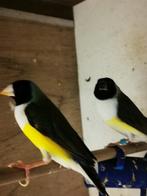 Koppel gouldamadine, Meerdere dieren, Tropenvogel, Geringd