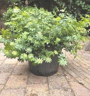  Lievevrouwebedstro plant in pot beschikbaar voor biedingen