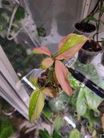 Syngonium Pink Splash Tricolor - Gewortelde stek, Huis en Inrichting, Kamerplanten, Overige soorten, Minder dan 100 cm, Groene kamerplant