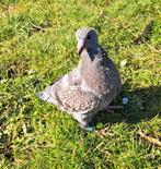 Jonge kleurpostduif, Dieren en Toebehoren, Vogels | Duiven, Meerdere dieren