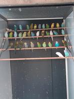 Gezocht allerlei soorten volierevogels, Dieren en Toebehoren, Vogels | Parkieten en Papegaaien, Meerdere dieren, Parkiet, Geringd