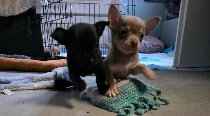 2 chihuahua reutjes gereserveerd tot vrijdag, Dieren en Toebehoren, Honden | Chihuahua's en Gezelschapshonden, Reu, Chihuahua