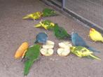 Te koop diverse kakarikies, Dieren en Toebehoren, Vogels | Parkieten en Papegaaien, Meerdere dieren, Parkiet