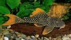 L-Nummers: L014 Scobinancistrus aureatus, Vis, Zoetwatervis