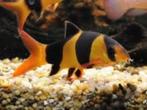 1 x clownbotia 10cm scholenvis te koop, Dieren en Toebehoren, Vissen | Aquariumvissen, Vis, Zoetwatervis, Schoolvis