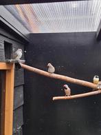 diamant duiven, Dieren en Toebehoren, Vogels | Overige Vogels, Meerdere dieren, Tropenvogel