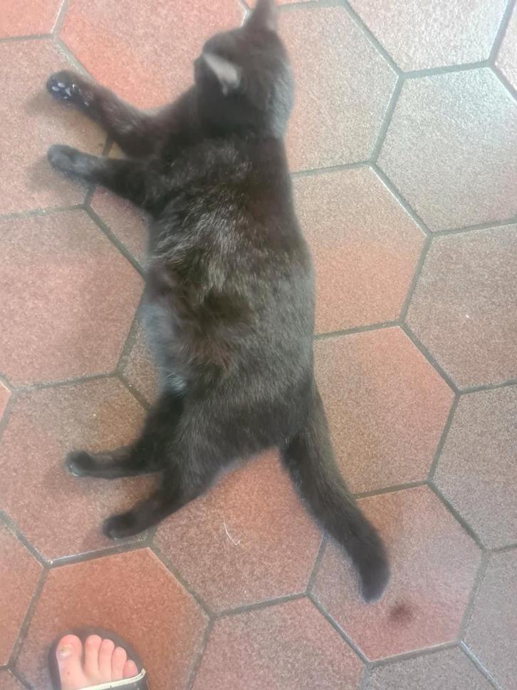 Kittens verwacht, Dieren en Toebehoren, Katten en Kittens | Raskatten | Korthaar, Meerdere dieren, 0 tot 2 jaar, Ontwormd