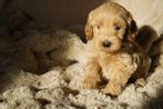 Medium kruising tibetaanse terrier x labradoodle pups., Nederland, Parvo, Overige rassen, 8 tot 15 weken
