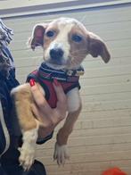 Yasna – klein wondertje dat eindelijk wil groeien in liefde, Dieren en Toebehoren, Honden | Niet-rashonden, Particulier, Rabiës (hondsdolheid)