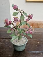 Oud bonsai boompje met glas., Ophalen of Verzenden