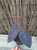 Colocasia esculenta black ripple, Ophalen of Verzenden, Zomer, Overige soorten