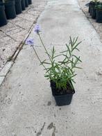 Lavendel, Tuin en Terras, Planten | Tuinplanten, Ophalen, Zomer, Overige soorten, Volle zon