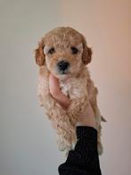 Middenslag poedel pups (raszuiver) abrikoos, Dieren en Toebehoren, Poedel, 8 tot 15 weken, Meerdere, Meerdere dieren