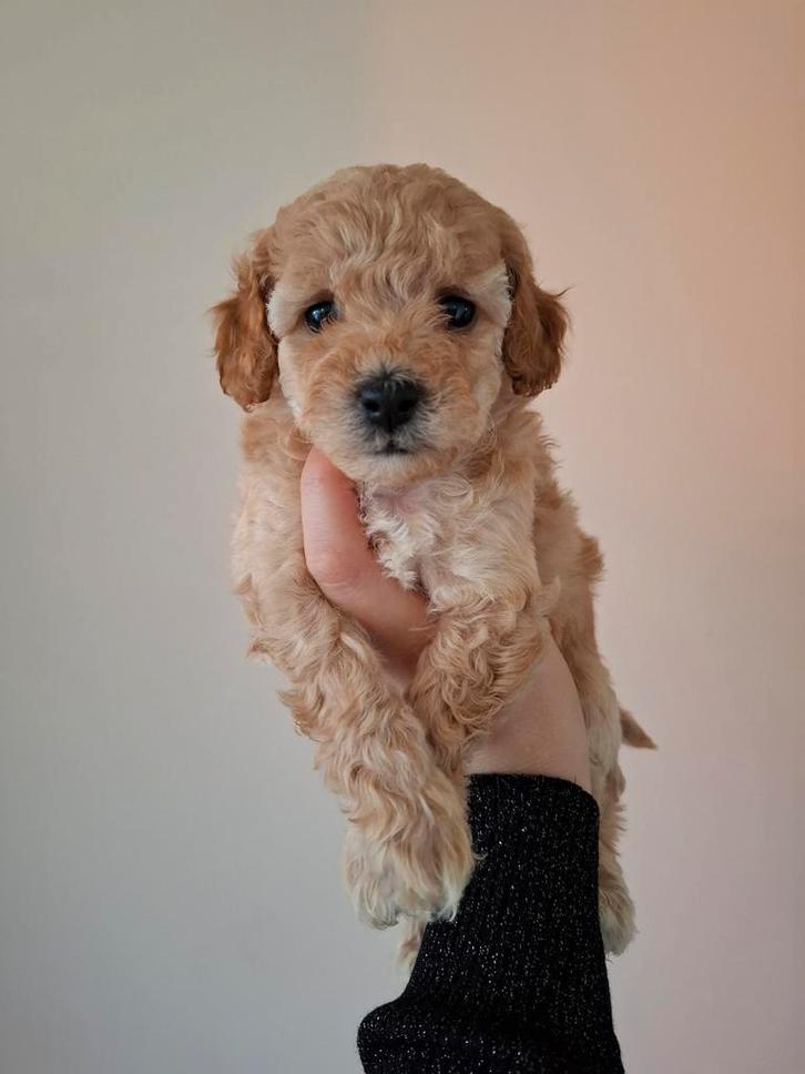 Middenslag poedel pups (raszuiver) abrikoos, Dieren en Toebehoren, Honden | Chihuahua's en Gezelschapshonden, Meerdere dieren