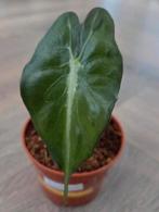 Alocasia Venom (zeldzaam), Huis en Inrichting, Kamerplanten, Ophalen of Verzenden