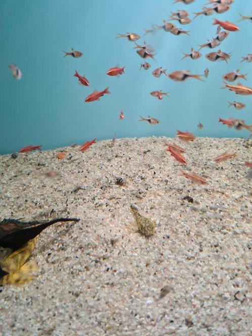 Sherry Barbelen, Puntius Titteya, sherrybarbeel, Dieren en Toebehoren, Vissen | Aquariumvissen, Zoetwatervis, Vis