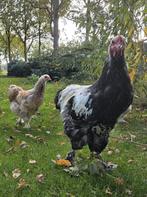 Brahma mix haan (eventueel met Hen), Mannelijk, Kip